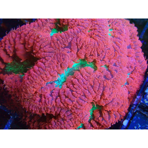  Malaysia Blastomussa Coral