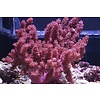 Colt Coral Aquacultured