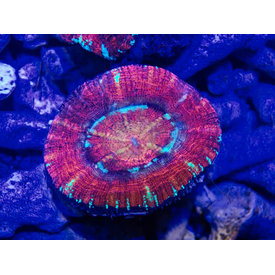  Acan Maxima Red