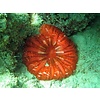 Cynarina lacrymalis Red