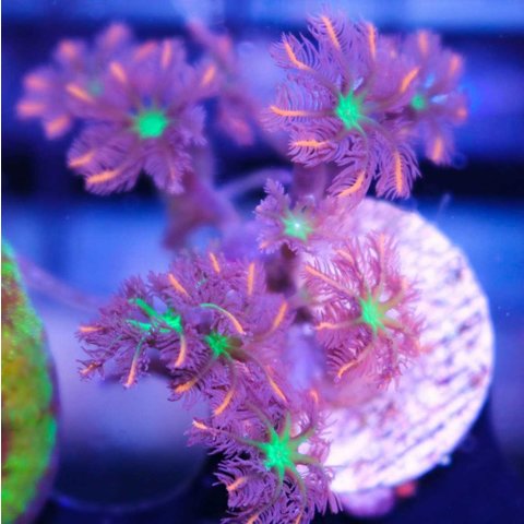 Rainbow Clove Polyps Colony