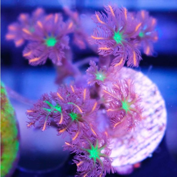  Rainbow Clove Polyps Colony