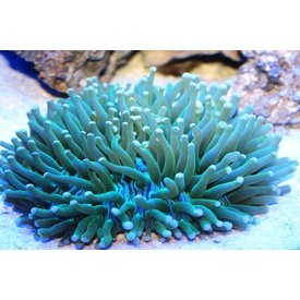  Heliofungia Plate Coral Green