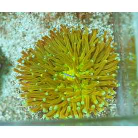  Heliofungia Plate Coral  Yellow