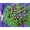 Green Star Polyp Rock - Large