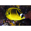 Raccoon Butterfly ( Chaetodon lunula )