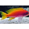 Bimaculatus Anthias Female