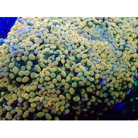  Golden Hammer Coral Frag