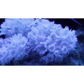  Pulsing Xenia Colony on rock