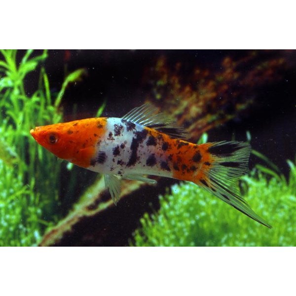 Koi Swordtail