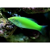 Green Coris Wrasse (chloropterus)