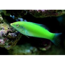  Green Coris Wrasse (chloropterus)