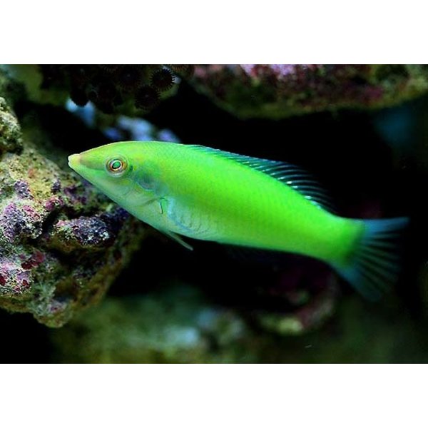  Green Coris Wrasse (chloropterus)