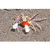 Pom pom crab