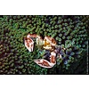 Porcelain  Crab