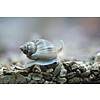 Nassarius Snail ( Nassarius dorsatus )