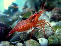 Products tagged with Cleaner Shrimp