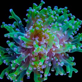  Frogspawn Frag 3 Head