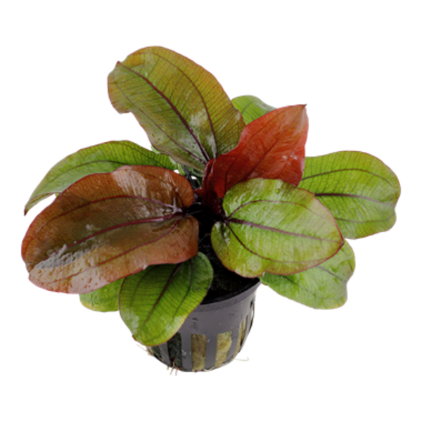 Tropica Echinodorus Reni
