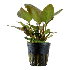 Tropica Lagenandra meeboldii potted, 2-3"