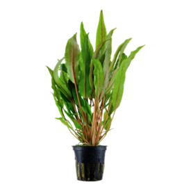 Tropica Cryptocoryne "Broad Leaves" potted 2-3"