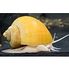 FW Golden Snails Mystery