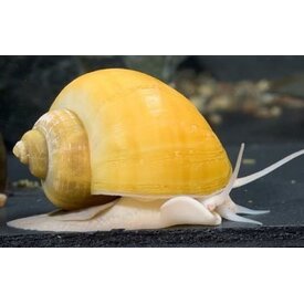  FW Golden Snails Mystery