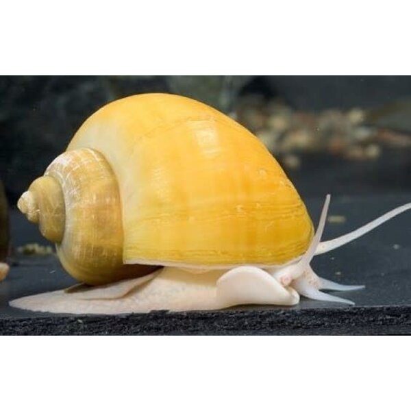  FW Golden Snails Mystery
