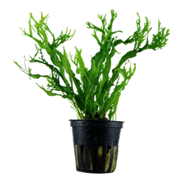 Tropica Microsorum pteropus 'windelov' potted 2-3"