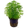 Limnophila sessiliflora potted