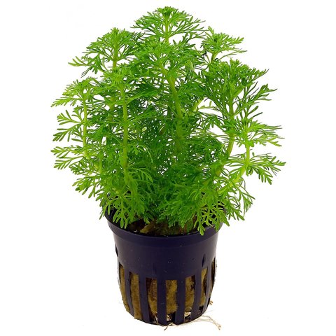 Limnophila sessiliflora potted