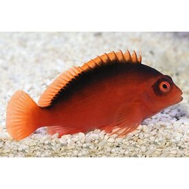  Flame Hawkfish