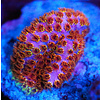 Cyphastrea Frag