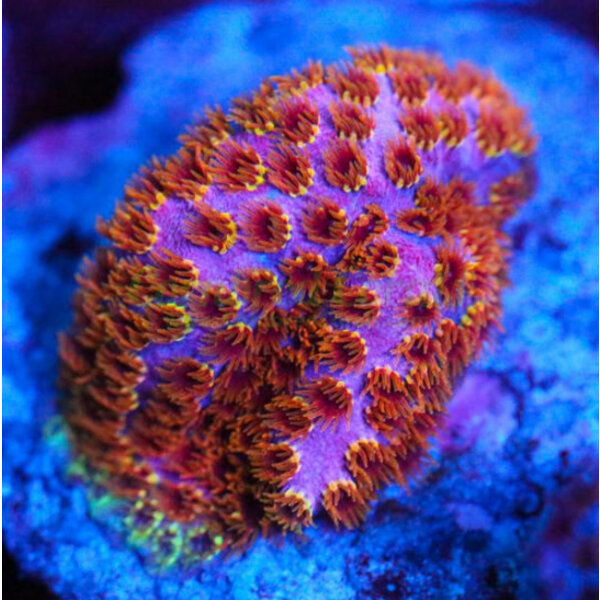  Cyphastrea Frag