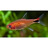 Ruby Tetra