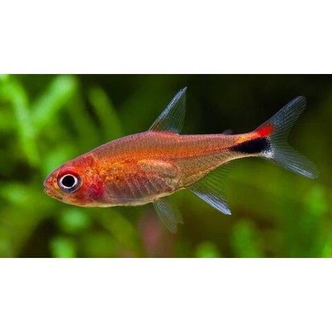 Ruby Tetra