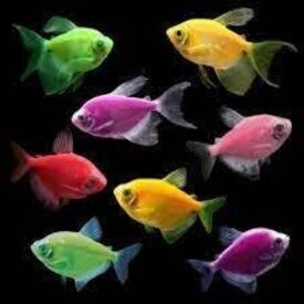  GloFish Tetra Assorted Colours