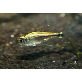 Gold Tetra