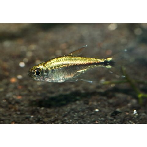 Gold Tetra