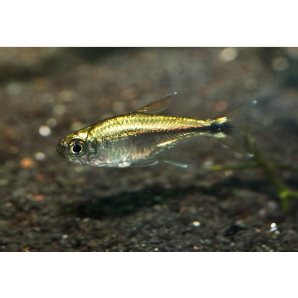 Gold Tetra