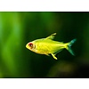 Lemon Tetra