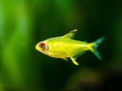 Products tagged with how to breed tetras