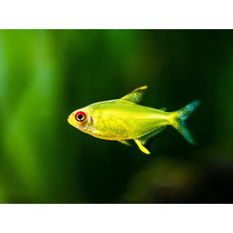 Lemon Tetra
