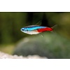 Neon Tetra