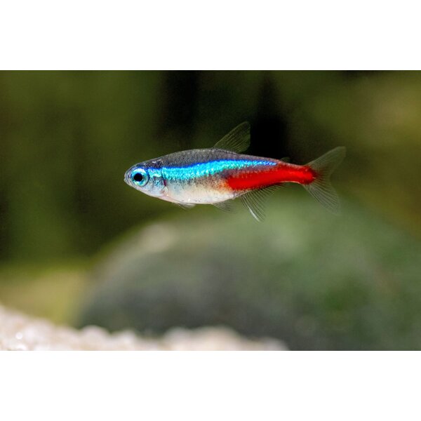  Neon Tetra