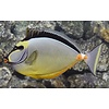 Naso Tang ( NASO LITURATUS )