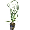 Crinum calamistratum potted