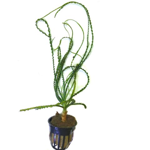 Crinum calamistratum potted