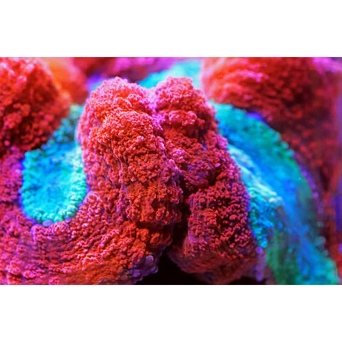 Closed Brain Coral (Symphyllia)