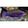 Pink Streak Wrasse